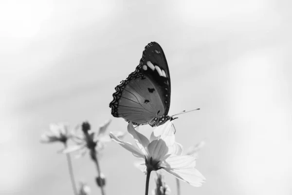 Papillons Piquant Fleurs Cosmos Jaune Soleil Matin — Photo