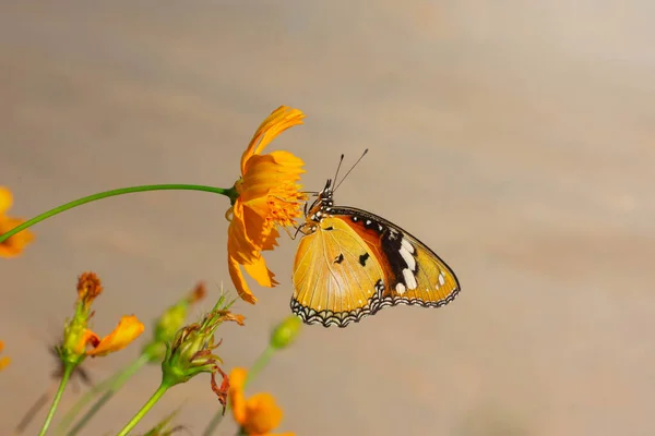 Papillons Piquant Fleurs Cosmos Jaune Soleil Matin — Photo