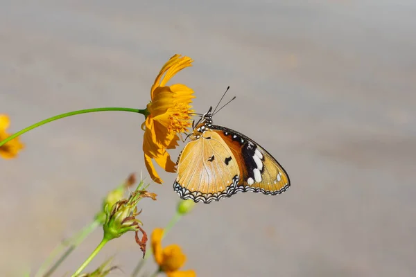 Papillons Piquant Fleurs Cosmos Jaune Soleil Matin — Photo