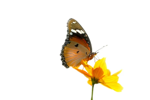 Butterflies sting yellow cosmos flowers and the morning sun.