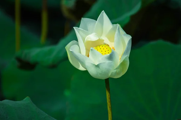 Loto Bianco Acqua Pubblica Sole Del Mattino — Foto Stock