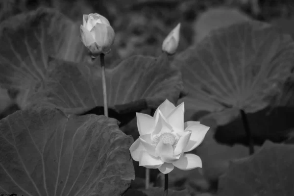 Weißer Lotus Öffentlichem Wasser Und Morgensonne — Stockfoto