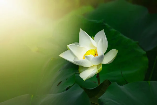 Weißer Lotus Öffentlichem Wasser Und Morgensonne — Stockfoto