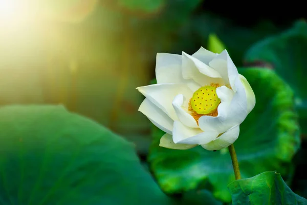 Weißer Lotus Öffentlichem Wasser Und Morgensonne — Stockfoto