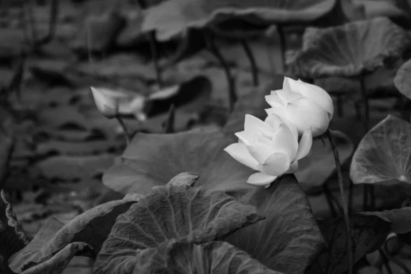 Witte Lotus Openbaar Water Ochtendzon — Stockfoto