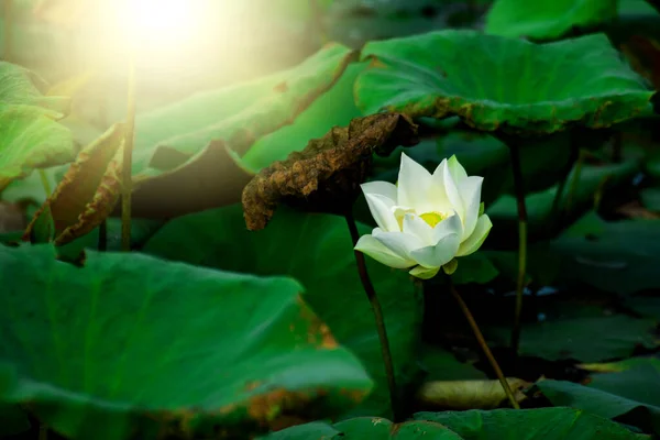 Weißer Lotus Öffentlichem Wasser Und Morgensonne — Stockfoto