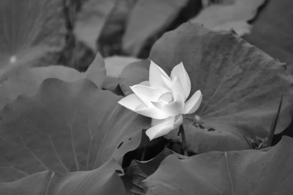 Lotus Blanc Dans Eau Publique Soleil Matin — Photo