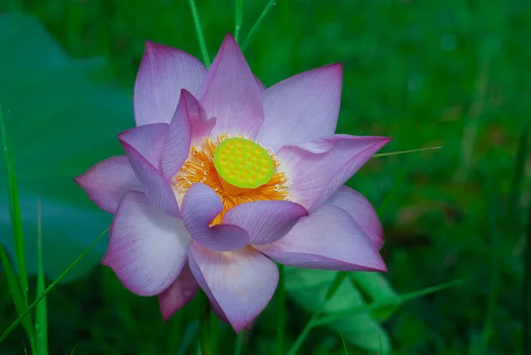 Reggeli Rózsaszín Lótuszvirág Parkban — Stock Fotó