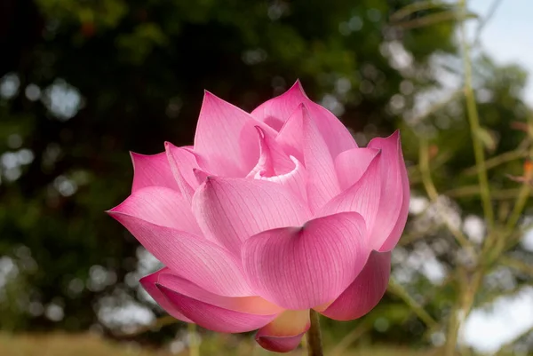 Утренние Розовые Цветы Лотоса Парке — стоковое фото