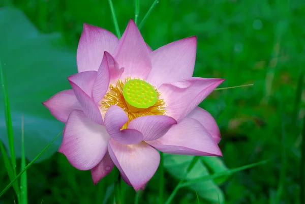Утренние Розовые Цветы Лотоса Парке — стоковое фото