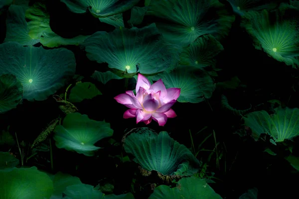 Flores Loto Rosadas Por Mañana Parque — Foto de Stock