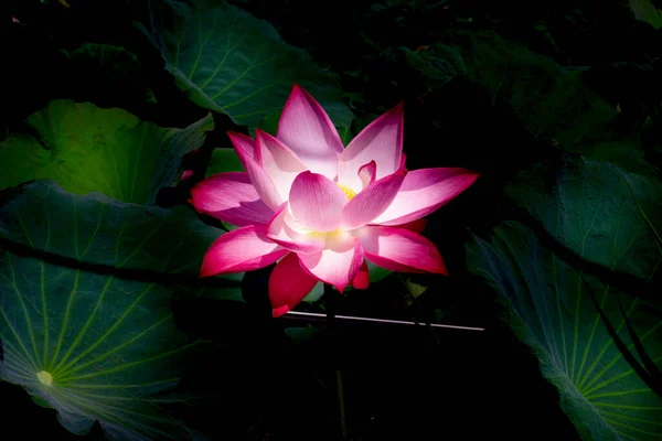 Morgen Rosa Lotusblumen Park — Stockfoto