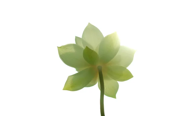 White Lotus Morning White Background — Stock Photo, Image