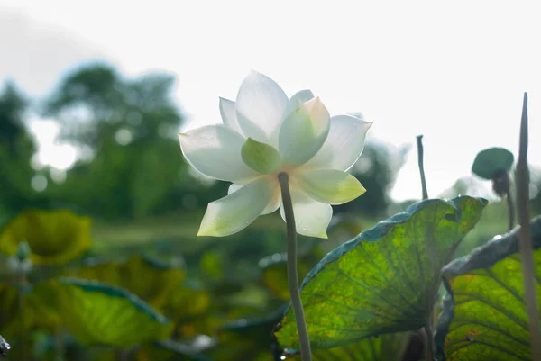 白い背景に白い蓮の花 — ストック写真