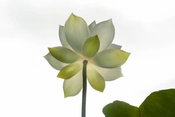 Weißer Lotus Morgen Auf Weißem Hintergrund — Stockfoto