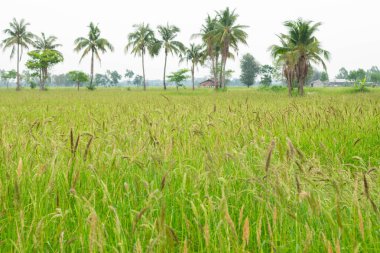 Oryza Rufipogon.Pirinç tarlalarındaki yabani otlar daha çok pilav gibidir. İyi üremiş. Yok etmesi zor ve bitki öldürücü kullanımı yok ediyor..