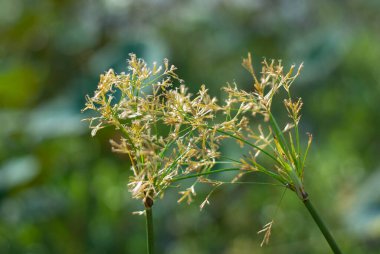 Oryza Rufipogon.Pirinç tarlalarındaki yabani otlar daha çok pilav gibidir. İyi üremiş. Yok etmesi zor ve bitki öldürücü kullanımı yok ediyor..