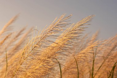 Çimler rüzgarla ve sabah güneşiyle oynuyor..