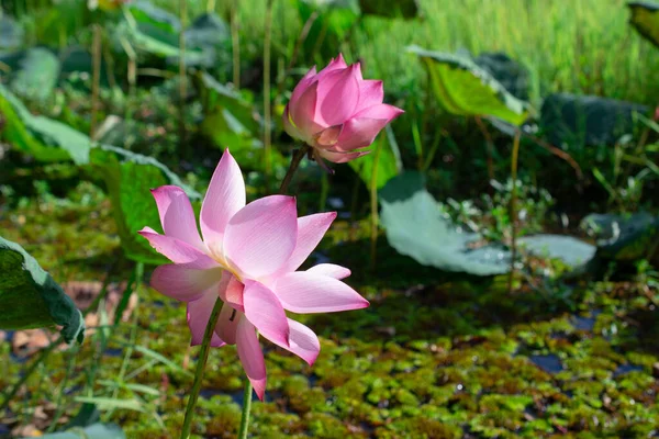 Pink Lotus Flowers Morning Sun —  Fotos de Stock