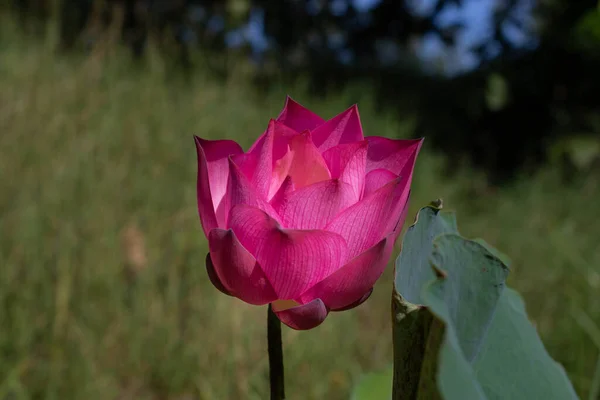 Pink Lotus Flowers Morning Sun —  Fotos de Stock