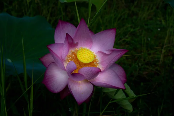 Розовые Цветы Лотоса Утреннее Солнце — стоковое фото