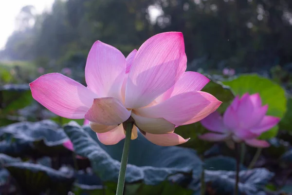 Розовые Цветы Лотоса Утреннее Солнце — стоковое фото