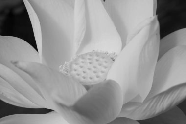White lotus flowers of various sizes in the morning pond