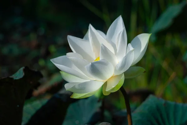 White Lotus Flowers Various Sizes Morning Pond — Zdjęcie stockowe