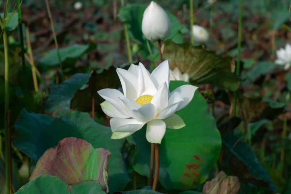 White Lotus Flowers Various Sizes Morning Pond — стоковое фото