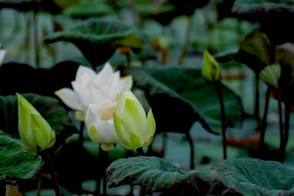 White Lotus Flowers Various Sizes Morning Pond — стоковое фото