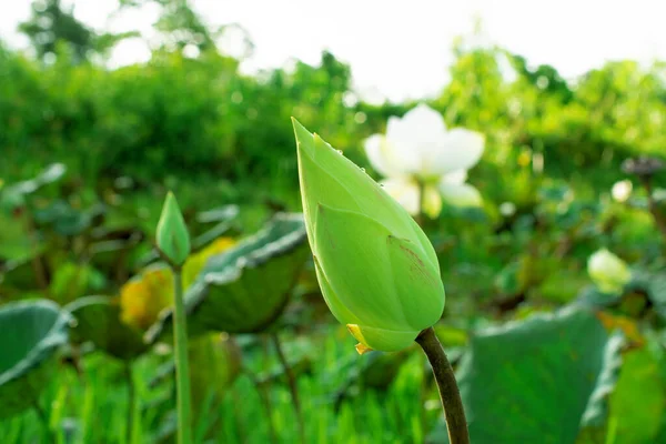 White Lotus Flowers Various Sizes Morning Pond — Stockfoto