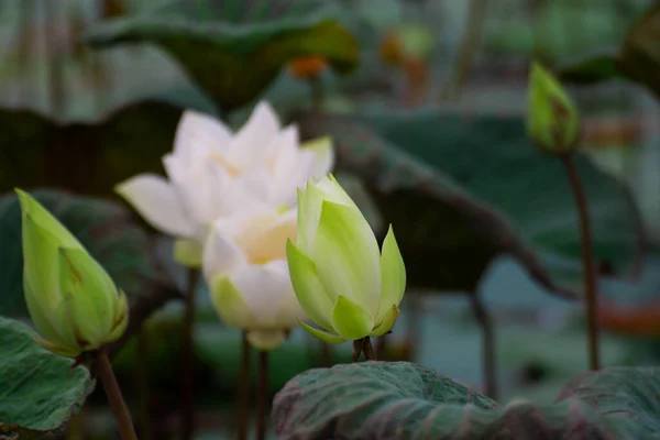 White Lotus Flowers Various Sizes Morning Pond — Foto Stock