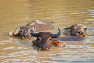 A herd of indigenous Southeast Asian buffaloes is grazing in the middle of an open field.