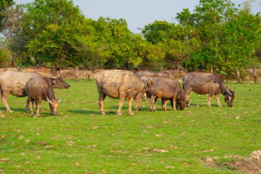 A herd of indigenous Southeast Asian buffaloes is grazing in the middle of an open field.