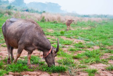A herd of indigenous Southeast Asian buffaloes is grazing in the middle of an open field.