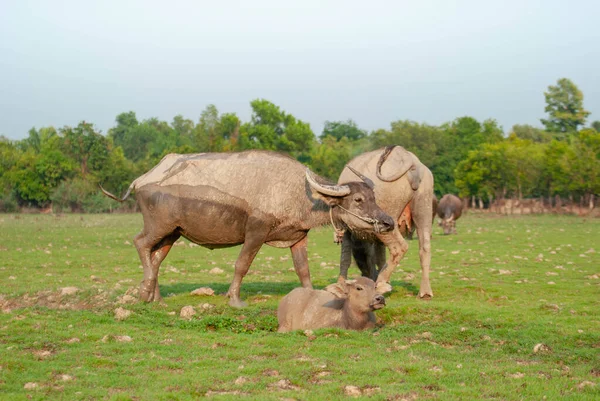Herd Indigenous Southeast Asian Buffaloes Grazing Middle Open Field — Stock Photo, Image