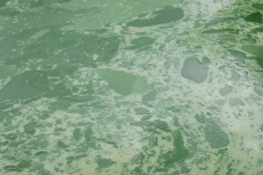 Green algae stains spread on the murky wastewater surface and low oxygen in the water.