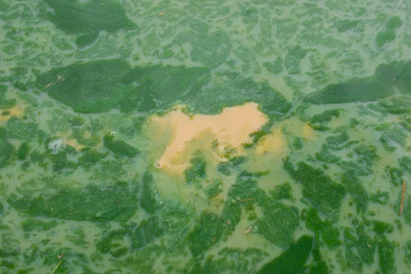 Green Algae Stains Spread Murky Wastewater Surface Low Oxygen Water — Foto de Stock