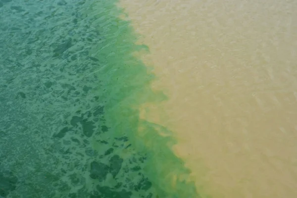 Green Algae Stains Spread Murky Wastewater Surface Low Oxygen Water — Foto de Stock
