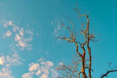 The trees dropped their leaves and the summer blue sky.