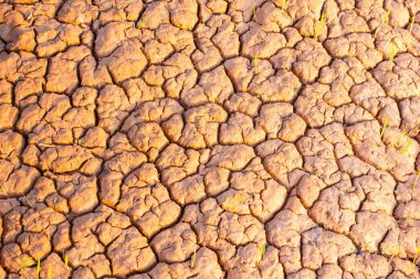 Small seedlings on dry and cracked ground