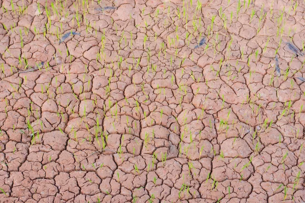 Small Seedlings Dry Cracked Ground — Stockfoto