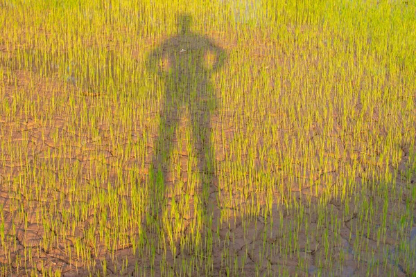 The shadow of a farmer grazed on the barren ground and dehydrated yellow seedlings.