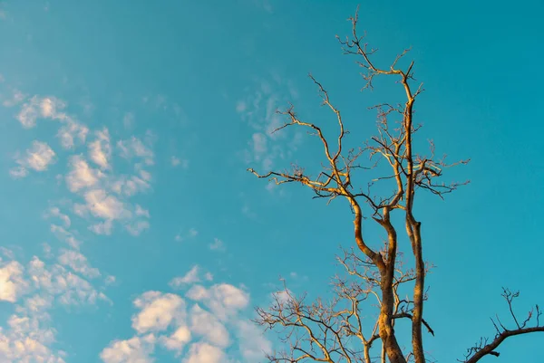The trees dropped their leaves and the summer blue sky.