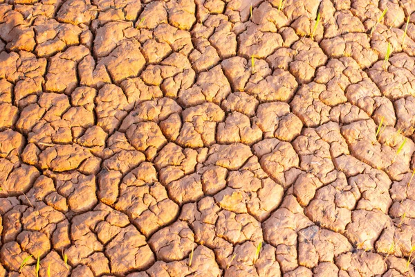 Small seedlings on dry and cracked ground