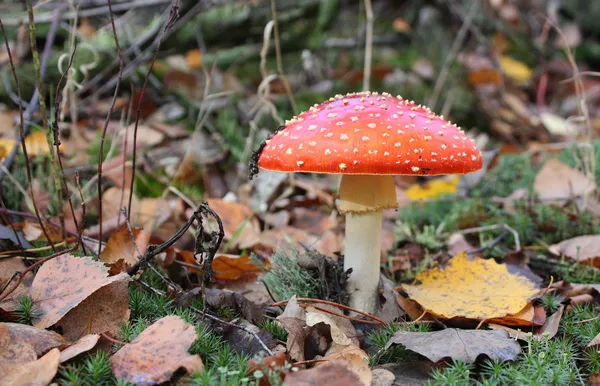 鹅膏菌蘑菇 — 图库照片