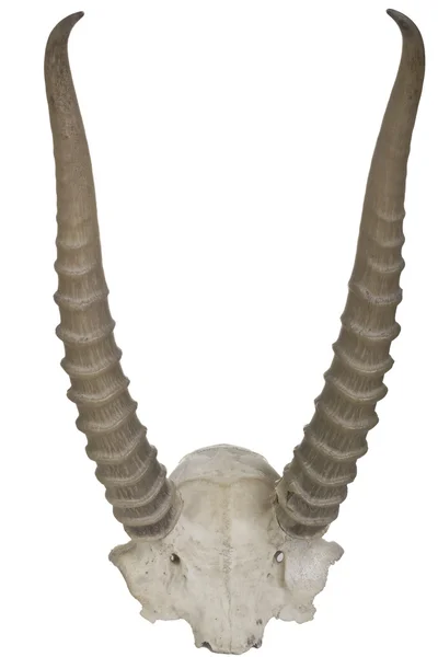 Saiga boynuz