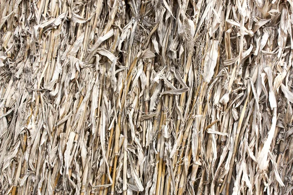 Achtergrond - gedroogde maïsstengels — Stockfoto