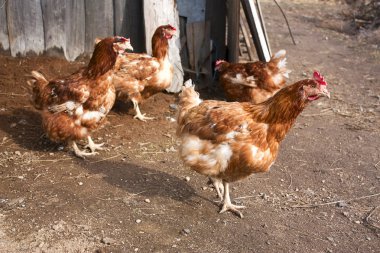 tavuk kümesi etrafında. seçici odak