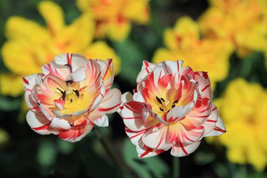 Benekli kırmızı ve beyaz laleler